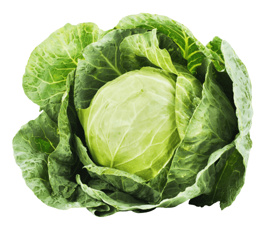 Cabbage