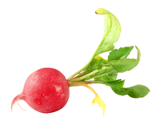 Radishes
