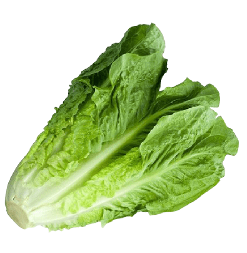 lettuce